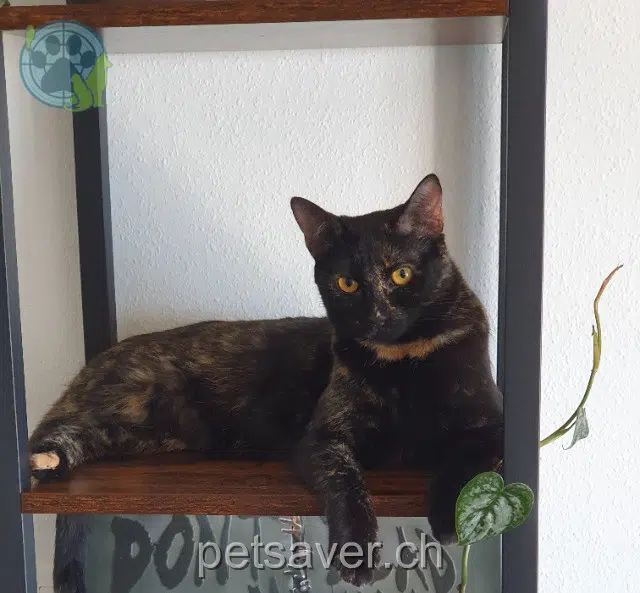 chatte lost    Lausanne Zip