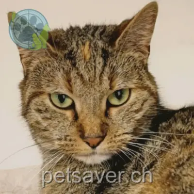 chatte lost 2 Chemin de Champ-Pamont 1033 Cheseaux-sur-Lausanne Nina