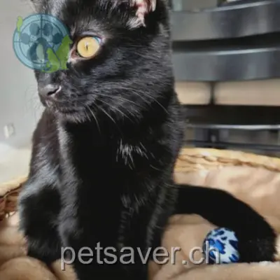 chatte lost 77 Chemin de Champ-Pamont 1033 Cheseaux-sur-Lausanne Onix