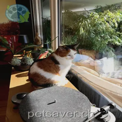 chatte lost  Chemin des Chaux 1070 Puidoux Adara