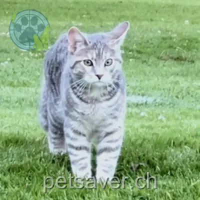 chatte lost 37 Route de la Goille 1073 Mollie-Margot Capucine