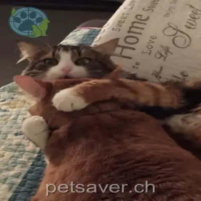chatte lost  Chemin de la Chercotte 1072 Forel (Lavaux) Chicorée