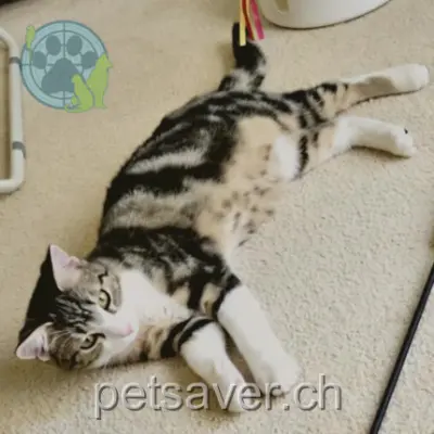 chatte lost 1 Avenue de la Tour Haldimand 1009 Pully Nusha