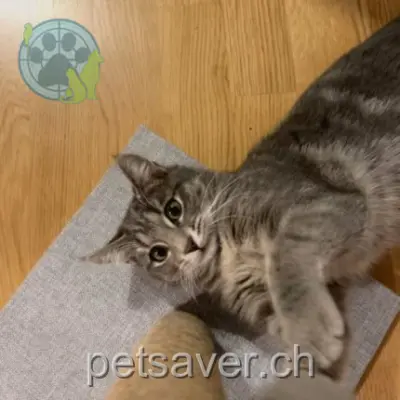 chatte lost 30b Chemin de Publoz 1070 Puidoux Zaza