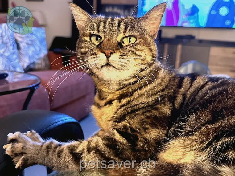 chatte lost 29 Route de Morges 1304 Allens Kyara