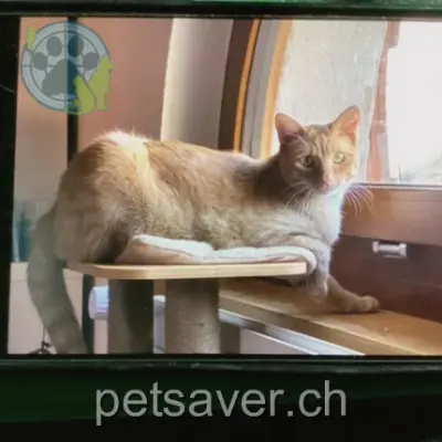 chatte lost 12 Rue de l'Église 1146 Mollens (VD) Pok