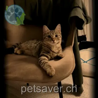 chatte lost 2 Chemin des Erables 1026 Denges Zina