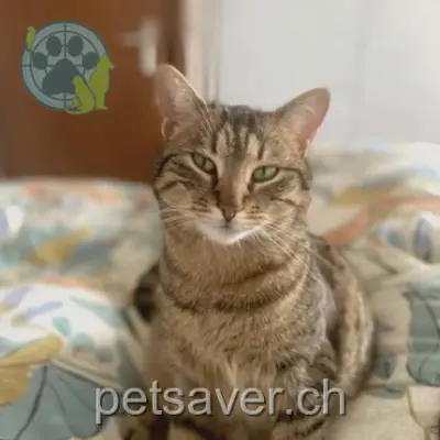 chatte lost 15 Chemin des Baules 1268 Begnins Arlette