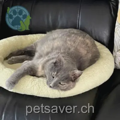 chatte lost  Route de Tartegnin 1182 Gilly Minette