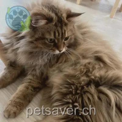 chatte lost 2 Route du Chêne 1166 Perroy Yuki