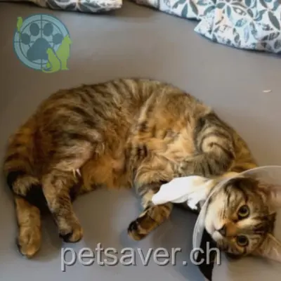 chatte lost 4 Chemin de Chantemerle 1030 Bussigny Mia