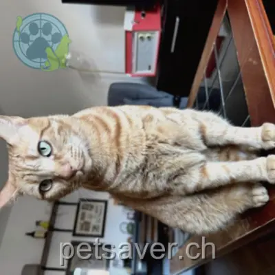 chatte lost 10 Rue de Crissier 1020 Renens Mufasa