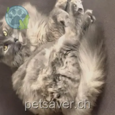 chatte lost  Les Sorbiers 1530 Payerne Luna