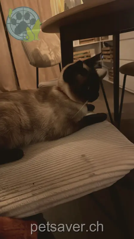 chatte lost 12 Chemin du Vieux Port 1595 Faoug Nina