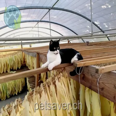 chatte lost  Route de la Grosse Pierre 1530 Payerne Zorro