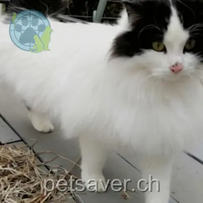 chatte lost 27 Chemin de Chenilly 1086 Saint-Légier-La Chiésaz Pépita