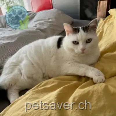 chatte lost 62 Route de Chailly 1814 La Tour-de-Peilz Cooky