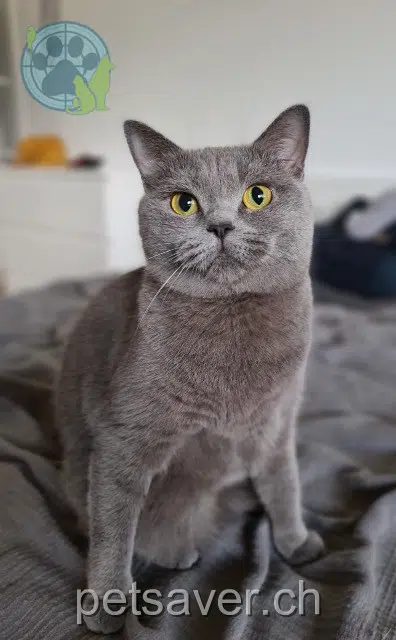 chatte lost    Corsier-sur-Vevey Daisy