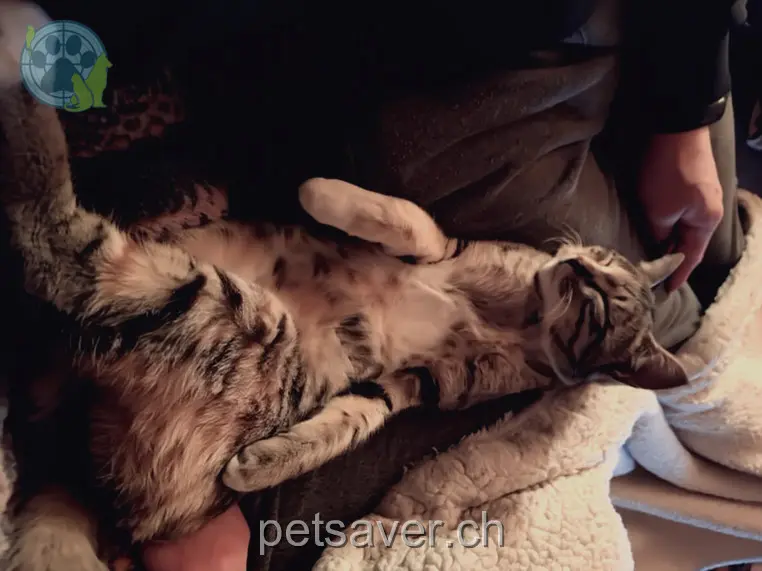 chatte lost   1659 Rougemont Isie