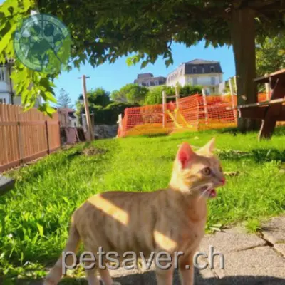 chatte lost  Rue Bonivard 1820 Veytaux Kapa