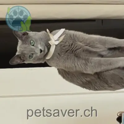 chatte lost 9 Route du Bugnon 1823 Glion Nana