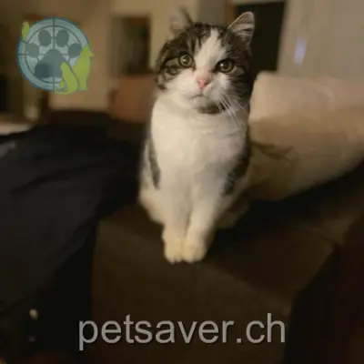 chatte lost 11 Chemin de Paully 1801 Chardonne Neige