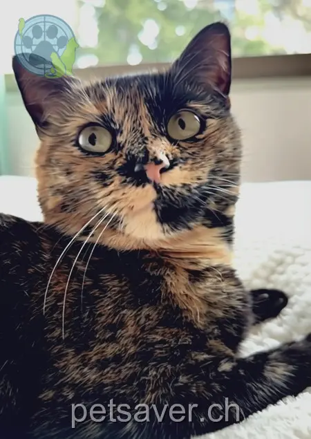 chatte lost 5b Avenue de la Cressire 1814 La Tour-de-Peilz Phoebe