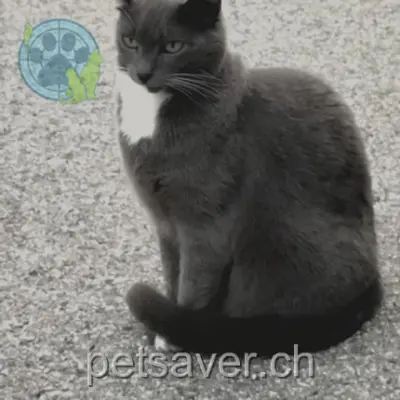 chatte lost  Route de Fenil 1809 Corsier-sur-Vevey Pirouette