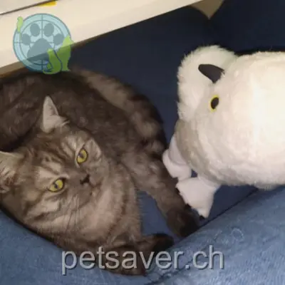 chatte lost 9 Chemin des Bosquets de Paudille 1803 Chardonne Suchi