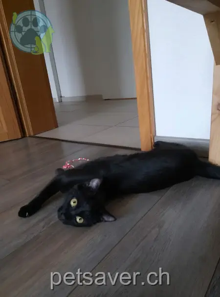 chatte lost 4 Chemin de la Bataille 1410 Thierrens Luna