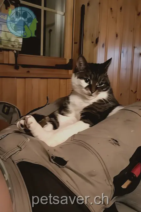 chatte lost 6 Rue de la Dîme 1307 Lussery-Villars Plune