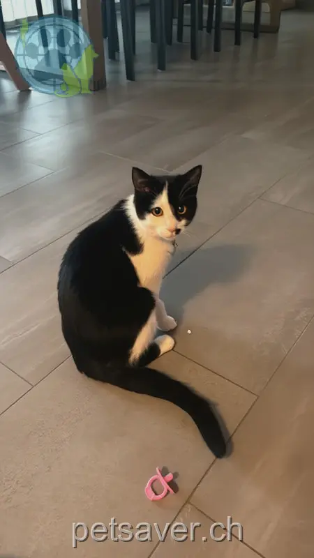 chatte lost 1 Chemin du Pâqueret 1464 Chavannes-le-Chêne Bouchon