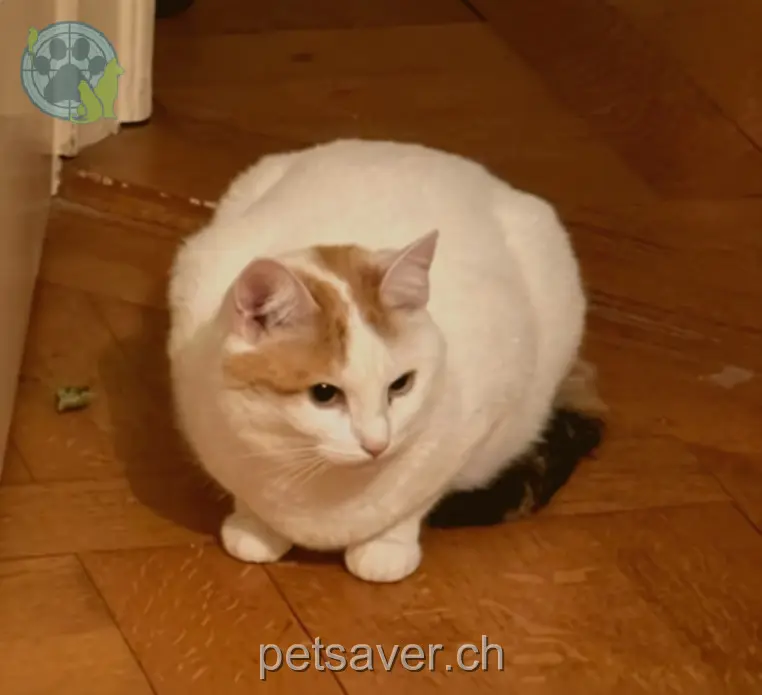 chatte lost  Avenue des Quatre-Marronniers 1401 Yverdon-les-Bains Danaé