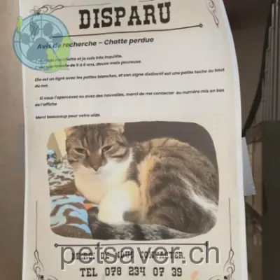 chatte lost 18 Rue Louis-Ruchonnet 1337 Le Day Minette