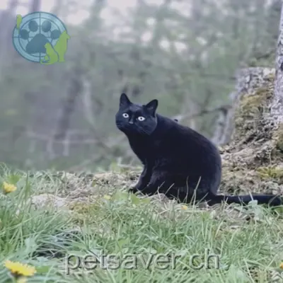 chatte lost 23 Rue de la Source 1337 Vallorbe Pepette