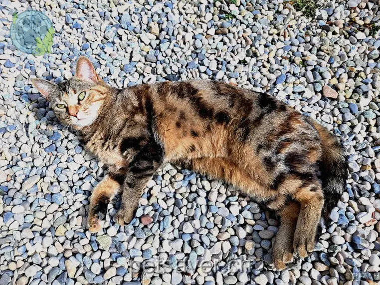 chatte lost 2 Chemin de la Plage 1425 Onnens (VD) Zybline