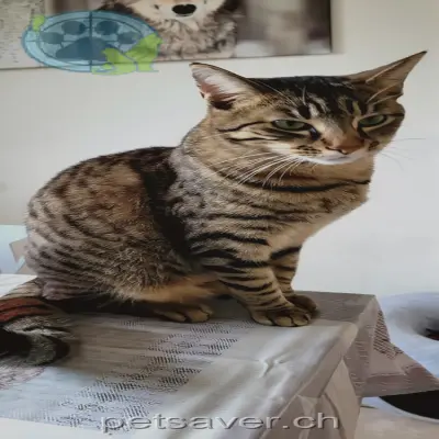 chatte lost 36 Promenade du Botza 1963 Vétroz Nutella