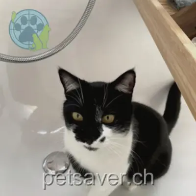 chatte lost 6 Pont Crittin 1955 Saint-Pierre-de-Clages Piou