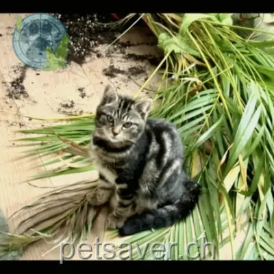 chatte lost 12 Chemin des Granzettes 1963 Vétroz Waïra