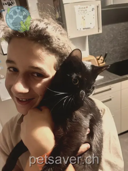 chatte lost 80 Route du Saint-Bernard 1937 Le Biolley Alita