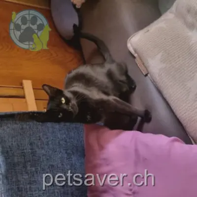 chatte lost 169 Route des Mayens 1992 Vex Techi