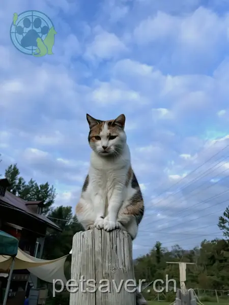 chatte lost  Zudannazstrasse 3970 Loèche Pimpernelle