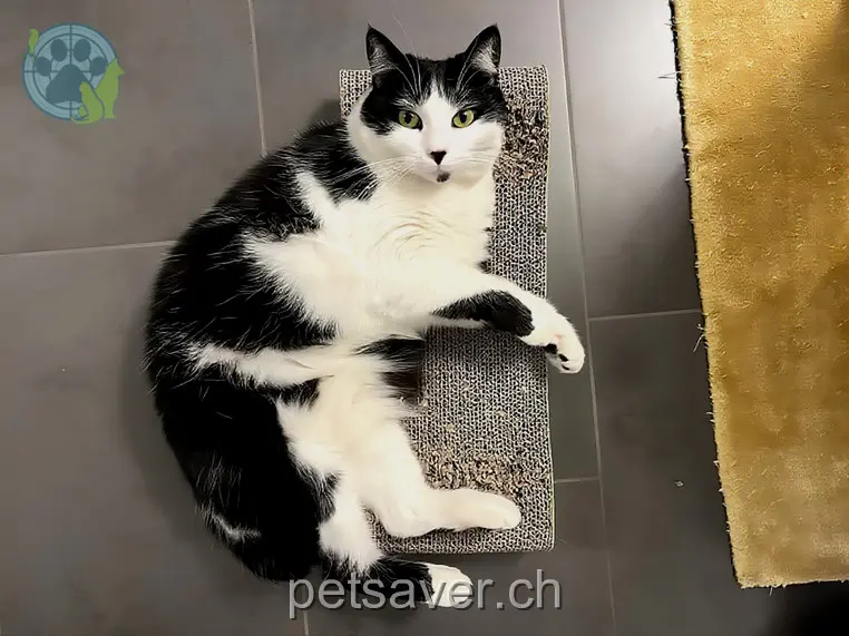 chatte lost 48 Route des Vernayaz 1913 Saillon Lulu