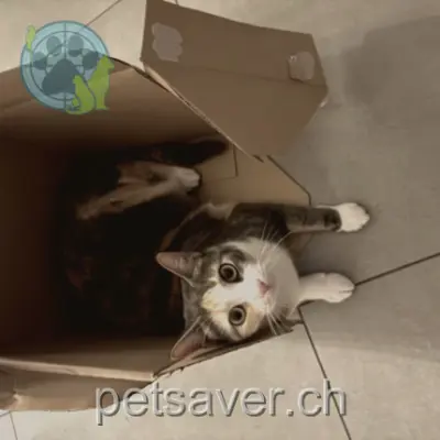 chatte lost  Ruelle du Mont-Chemin 1920 Martigny Swala