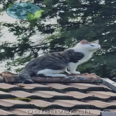 chatte lost 17B Chemin de la Carrière 1873 Val-d'Illiez Bianca