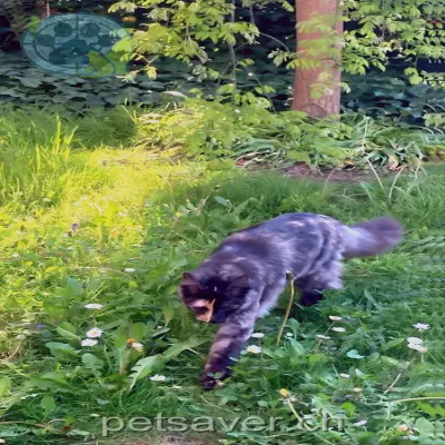 chatte lost 38 Route de la Jeurna 1871 Choëx Lily