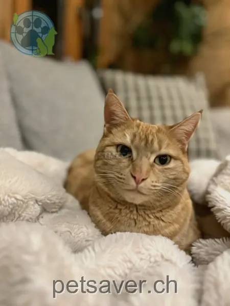 chatte lost 15 Chemin de Revenettaz 1872 Troistorrents Louna