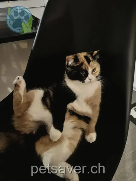 chatte lost  Bielstrasse 3982 Ebnet Moji