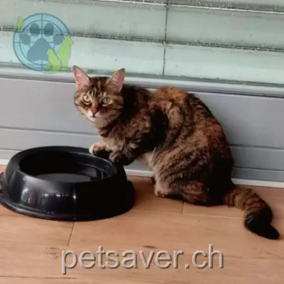 chatte lost 6 Rue Le Praz 1903 Collonges Daenerys