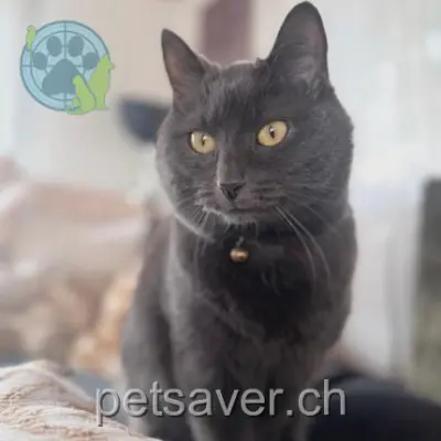 chatte lost 7 Route de la Borette 1890 Saint-Maurice Lucky